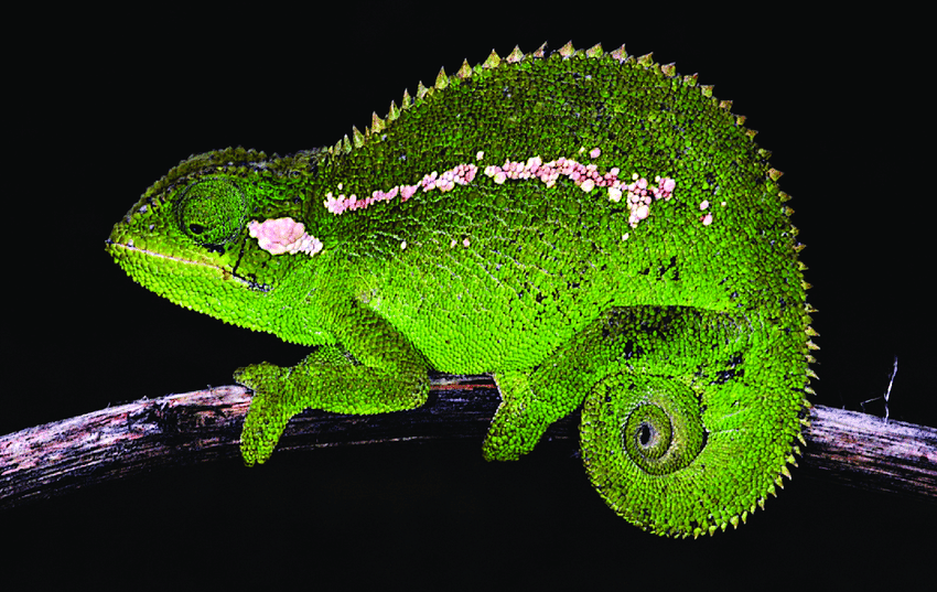 Trioceros wolfgangboehmei masuk sebagai bunglon jenis baru dari Ethiopia. (researchgate.net/Petr Necas)