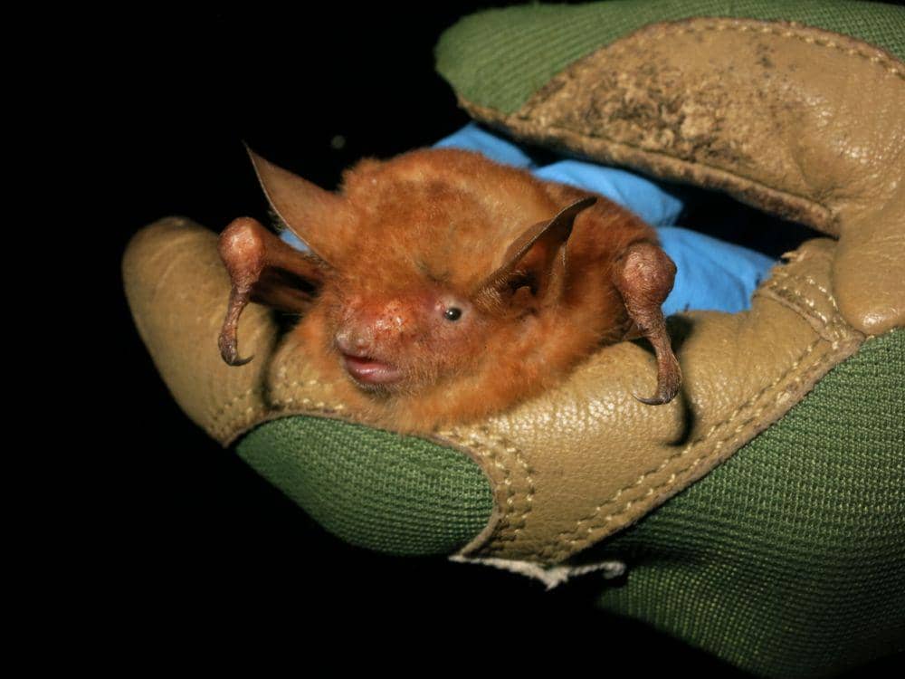 Myotis nimbaensis ditemukan di Gunung Nimba, Afrika Barat. (batcon.org/DR. John Flanders)