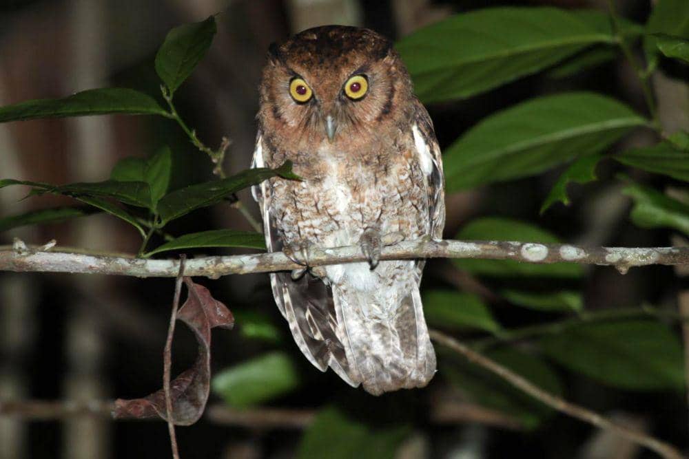 Megascops alagoensis ditemukan oleh ahli satwa di pedalaman Brasil. (sci-news.com/Gustavo Malacco)