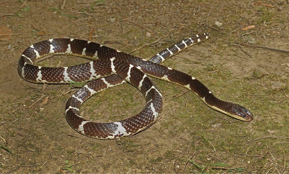Bungarus suzhenae adalah spesies ular jenis baru yang ditemukan di China pada 2021. (mongabay.com/Chen et al 2021)