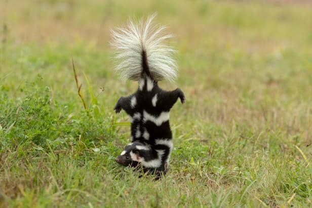 Sigung akrobatik diklasifikasikan sebagai spesies dengan pergeseran evolusi. (discovery.com/Stan Tekiela)