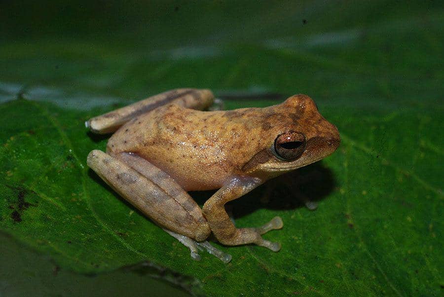 Katak pucat pantaiselatan digolongkan sebagai spesies baru dan ditemukan di Jawa Barat. (mongabay.co.id/LIPI)