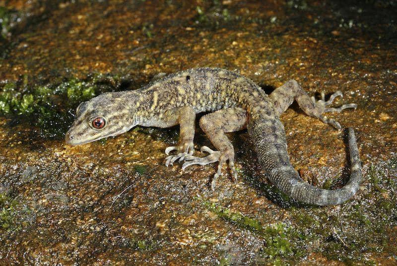 10 Potret Spesies Flora dan Fauna yang Baru Diklasifikasikan pada 2021