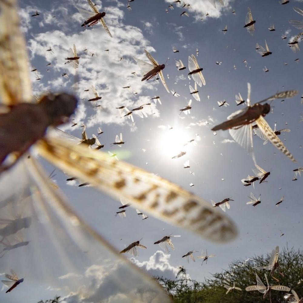 7 Fakta Locusts, Serangga Hama bagi Ladang Pertanian