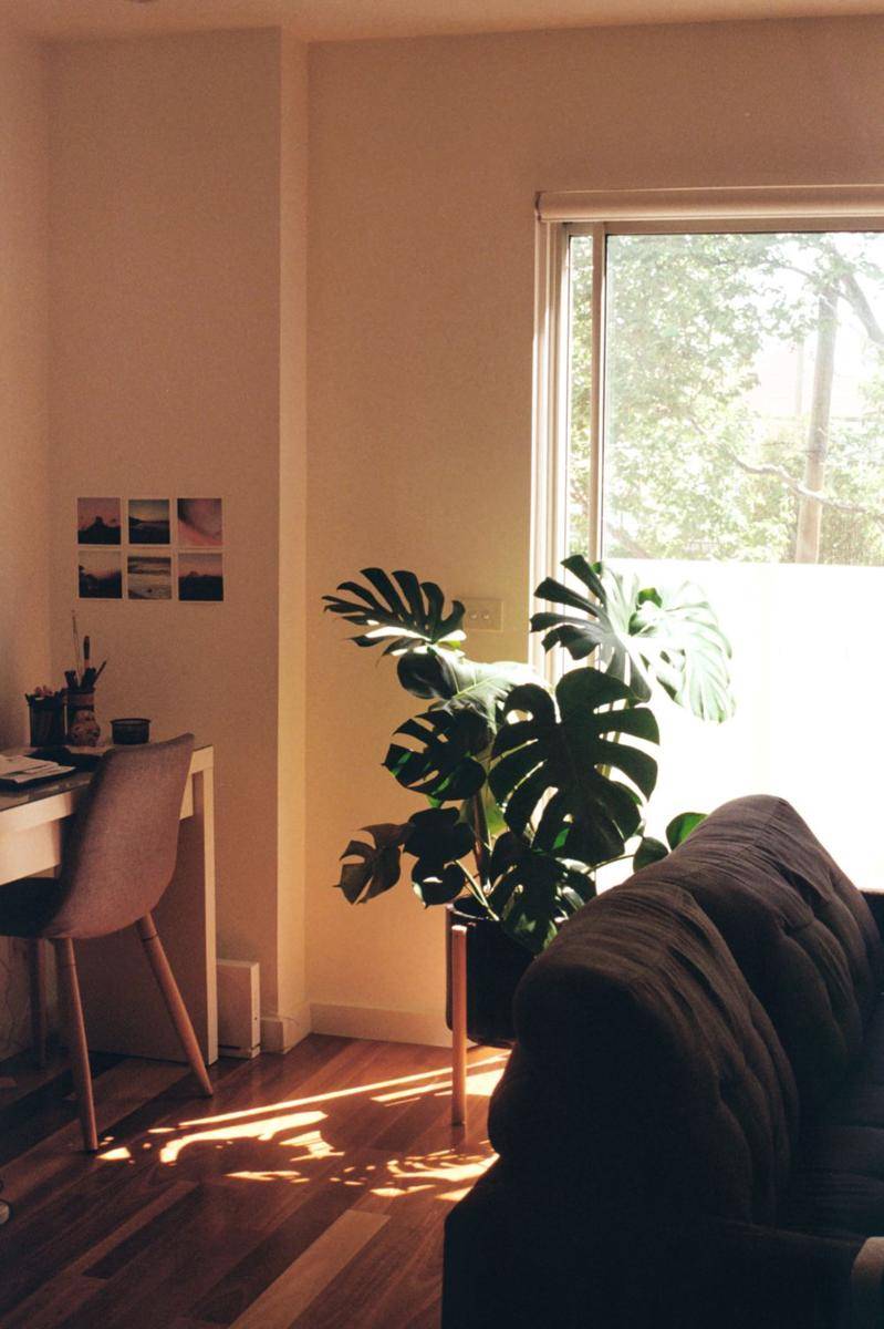 monstera deliciosa (unsplash.com/Jade Stephens)