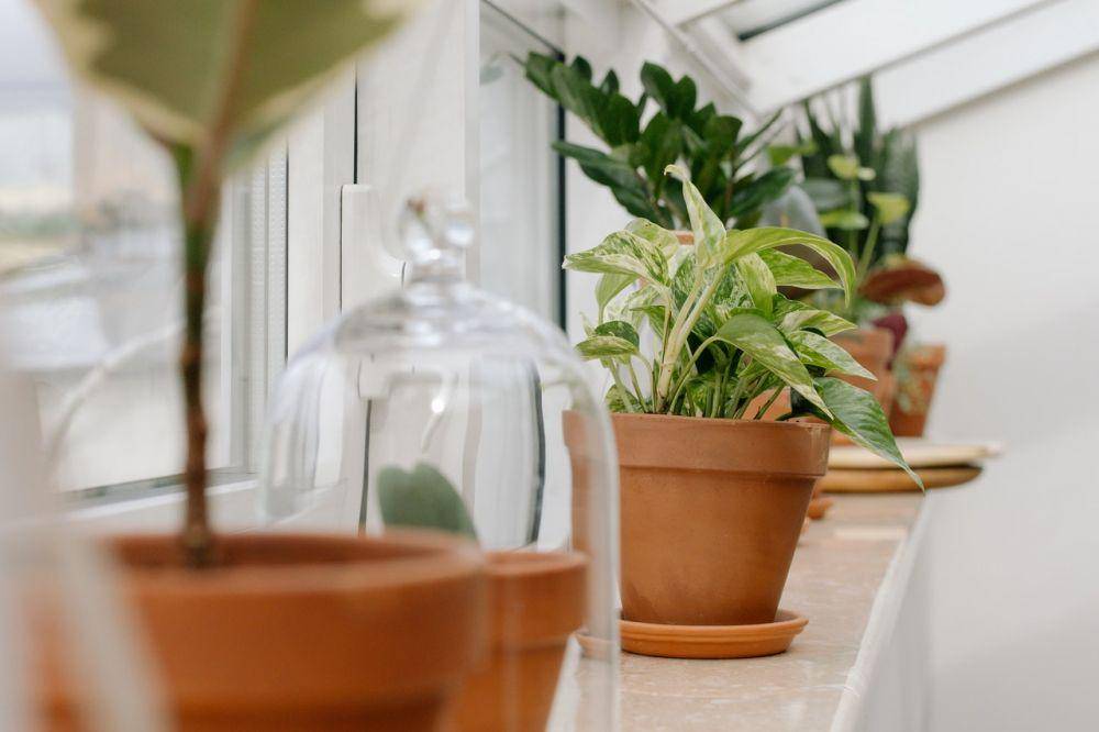 ilustrasi indoor plant (pexels.com/@cottonbro)