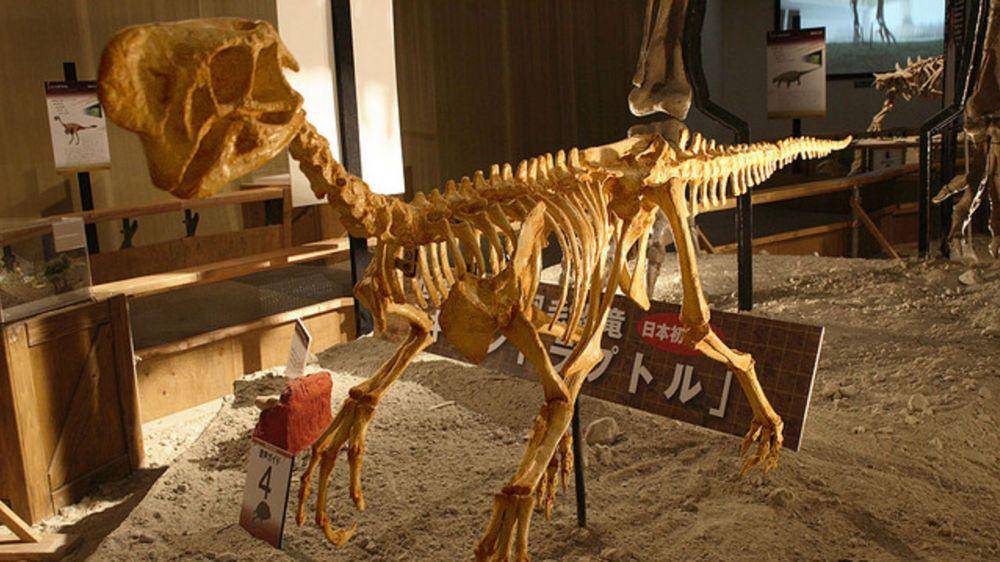 Kerangka Oviraptor (mentalfloss.com)