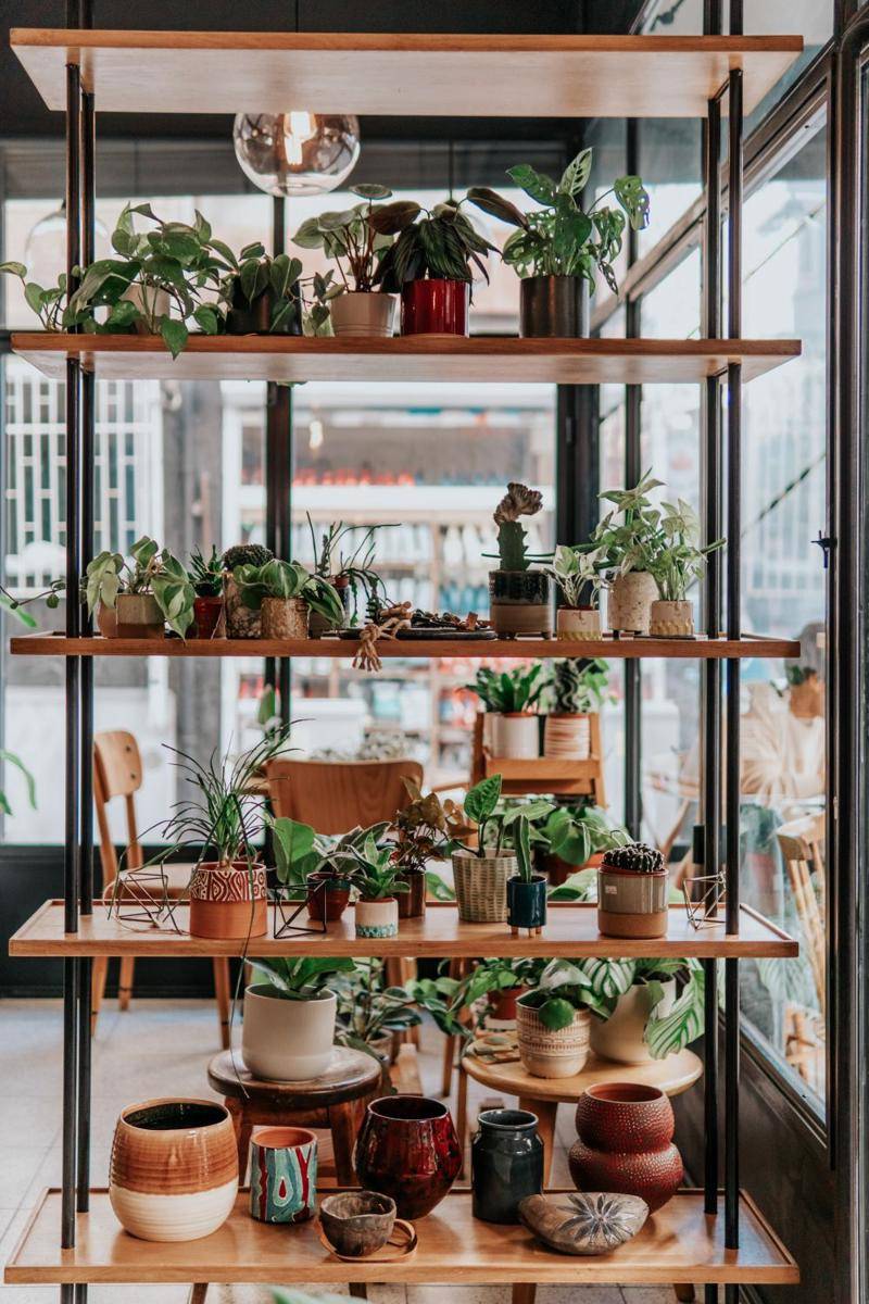 ilustrasi indoor plant (unsplash.com/@ceydaciftci)