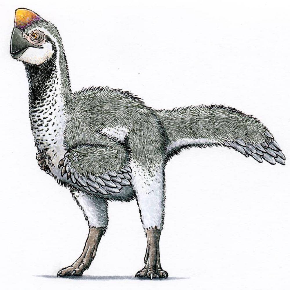 Oviraptor (instagram.com/ekhyl_)