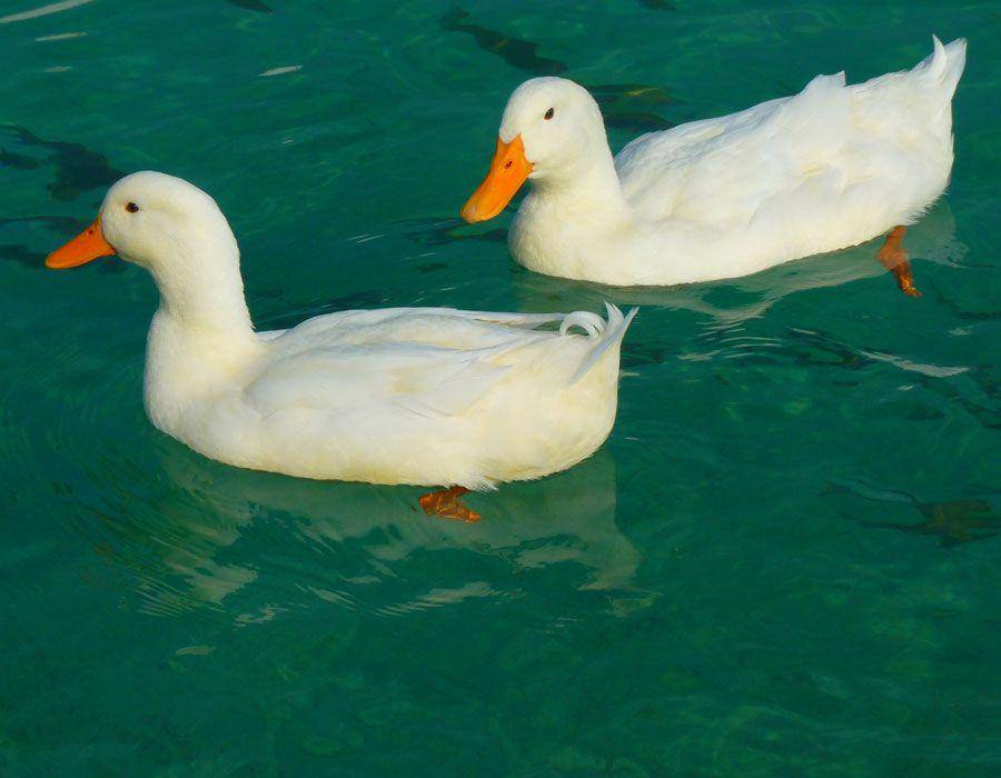 Ilustrasi bebek. (pixabay.com/LoggaWiggler)