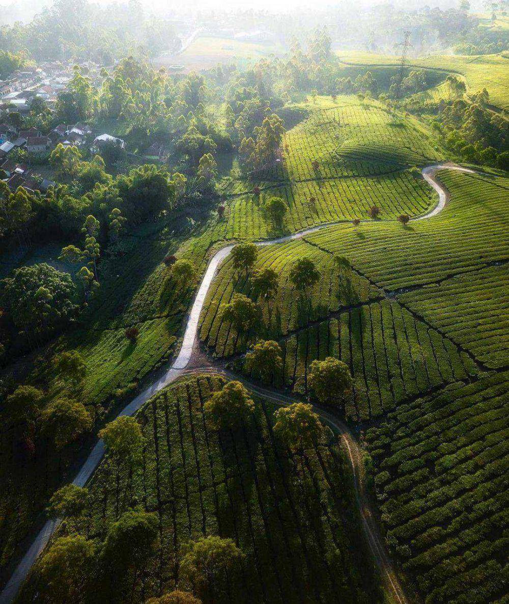 Perkebunan Teh Malabar (instagram.com/13lacktoner_5150)