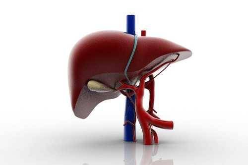 ilustrasi organ hati (factdr.com)