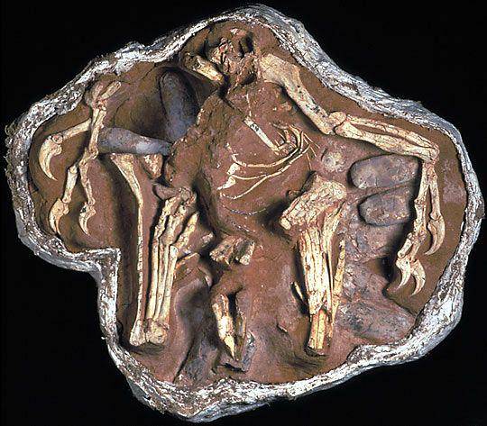 Fosil Oviraptor (earthobservatory.nasa.gov)