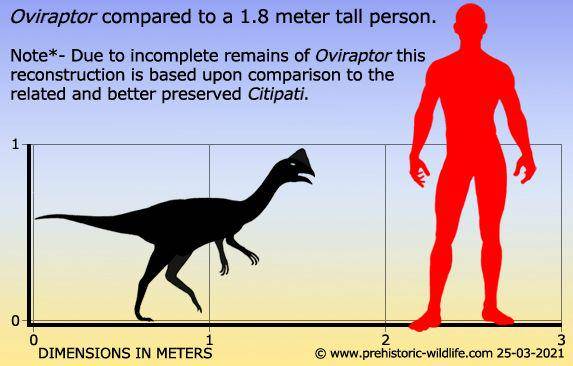 Ukuran Oviraptor jika dibandingkan dengan ukuran manusia dewasa (prehistoric-wildlife.com)