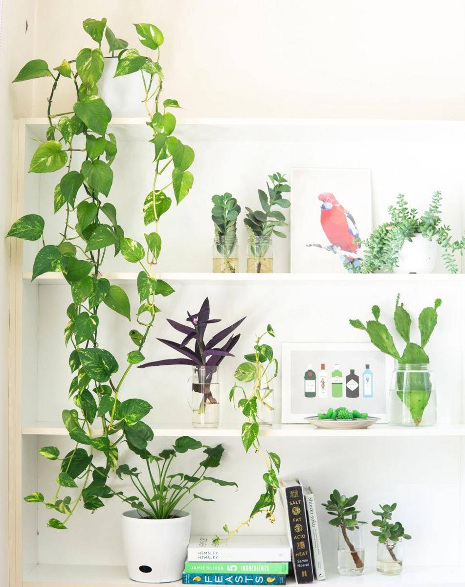 ilustrasi indoor plant (pexels.com/@elletakesphotos)