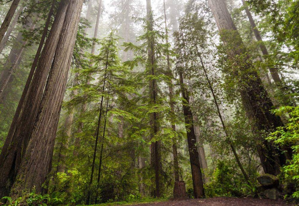 Redwood National Park (unsplash.com/Zetong Li)