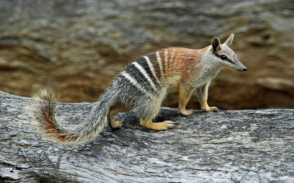 potret numbat (australiangeographic.com.au)