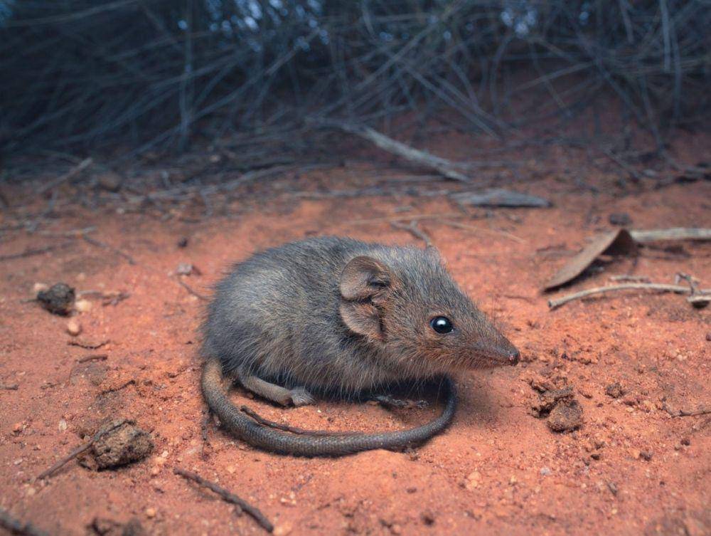 potret ningaui (australiangeographic.com.au)