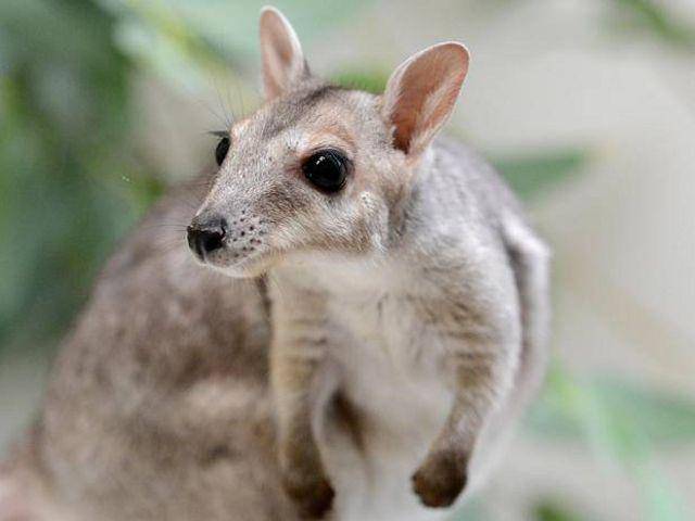 potret nabarlek (natureaustralia.org.au)