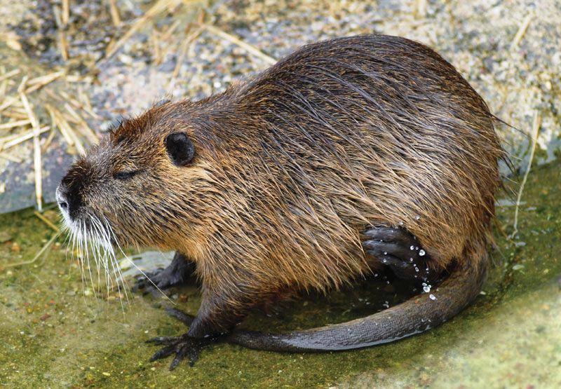 potret nutria (britannica.com)