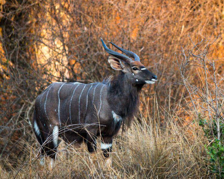 potret nyala (animalia.bio)