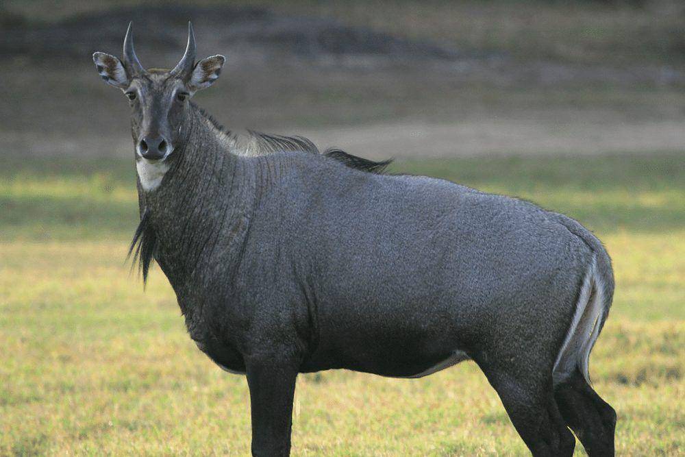 potret nilgai (critterfacts.com)