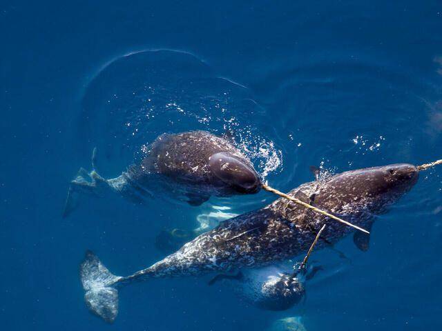 potret narwhal (worldwildlife.org)