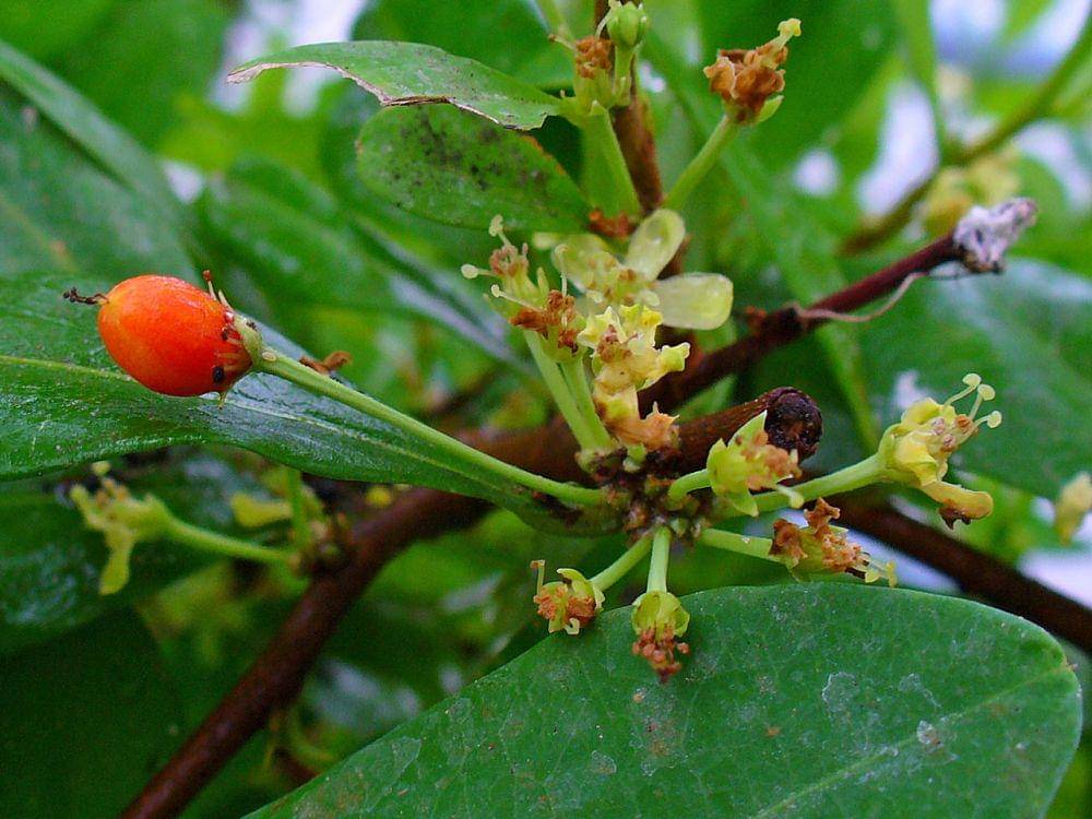 ilustrasi Erythroxylon coca (commons.wikimedia.org)