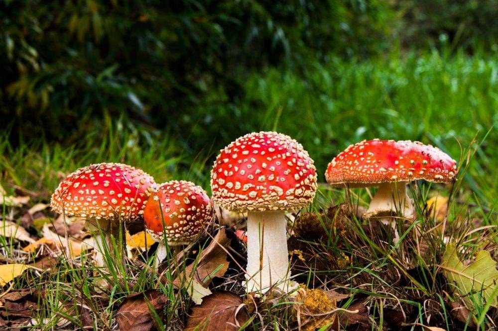 ilustrasi Amanita Muscaria (pixabay.com/557453)