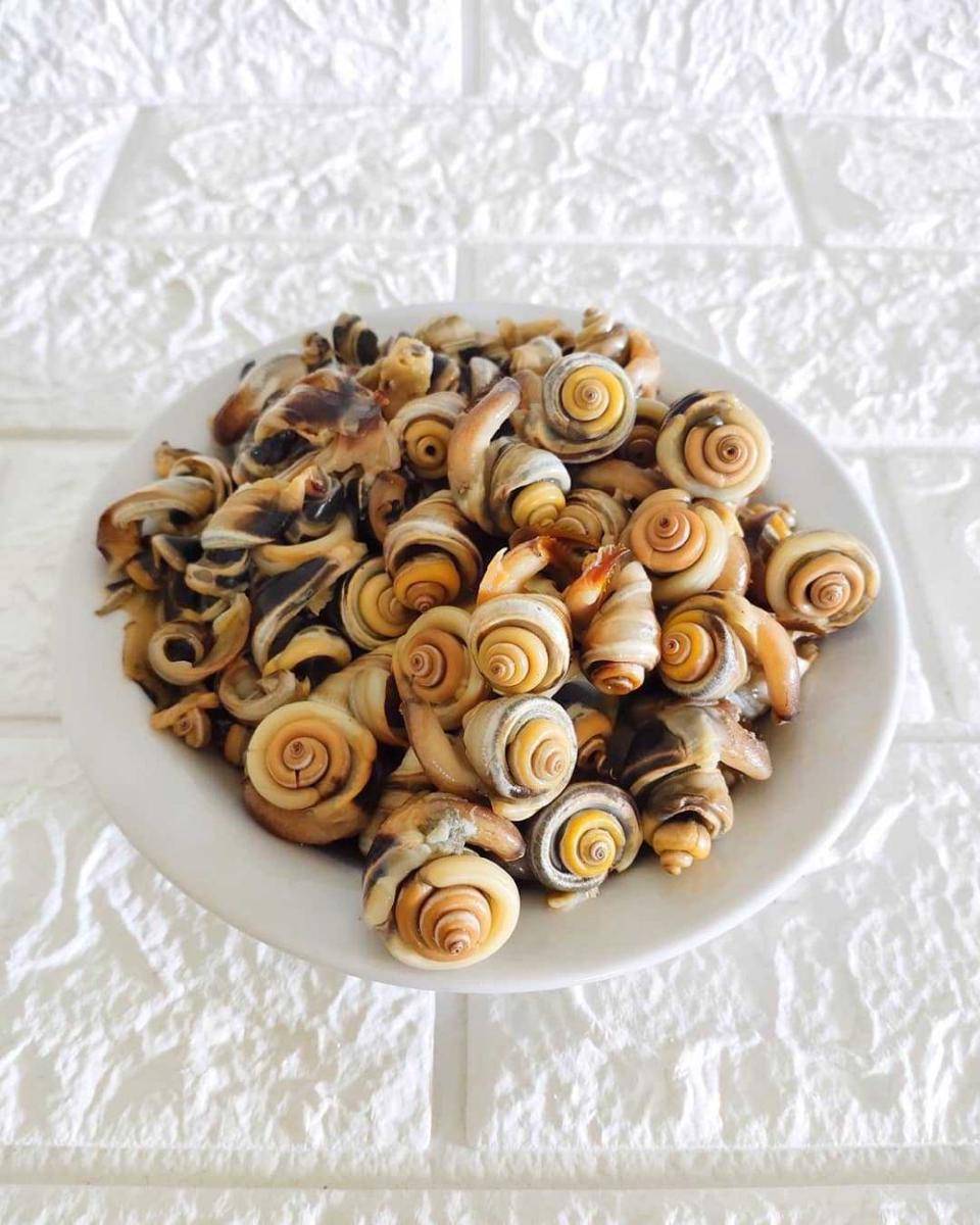 Siput gonggong bangka (instagram.com/meithingtjiu)