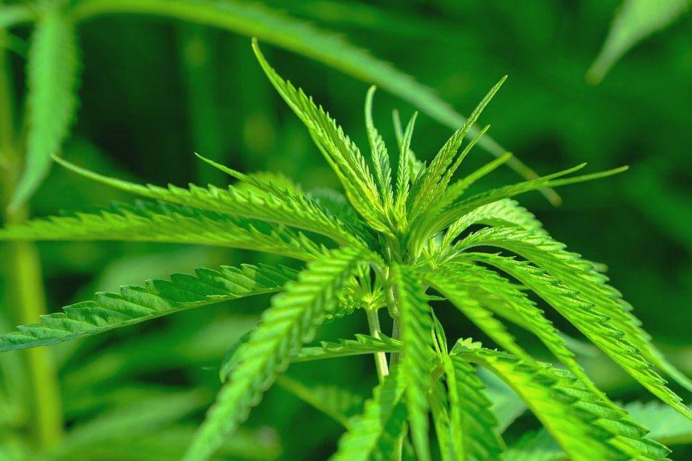 ilustrasi ganja (pixabay.com/NickyPe)