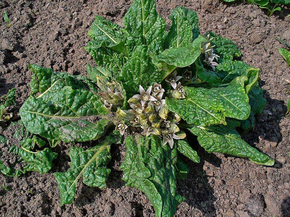 ilustrasi Mandragora officinarum (commons.wikimedia.org)