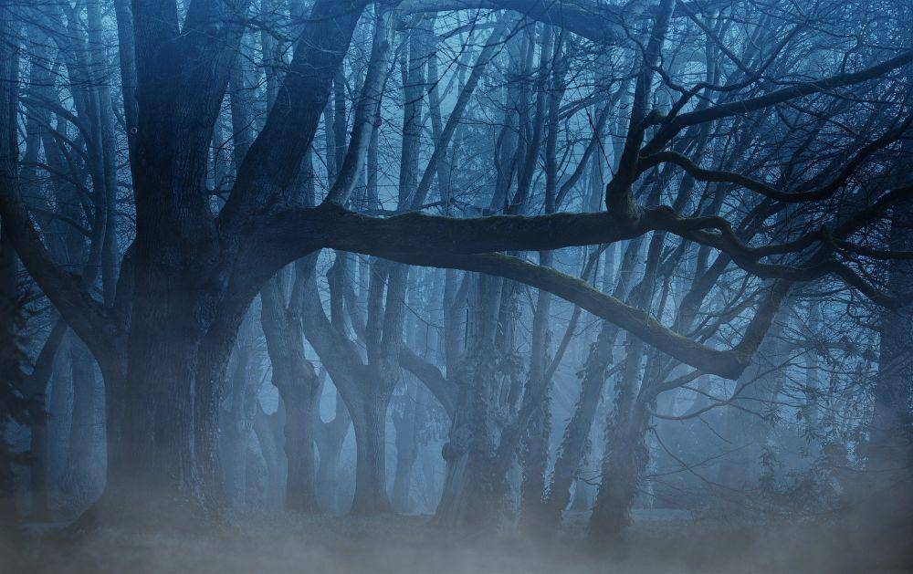 ilustrasi hutan (pixabay.com/Darkmoon_Art)