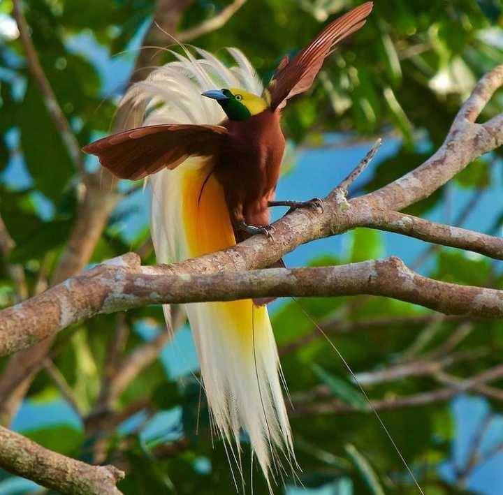 Burung Cendrawasih (instagram.com/indoflashlight)