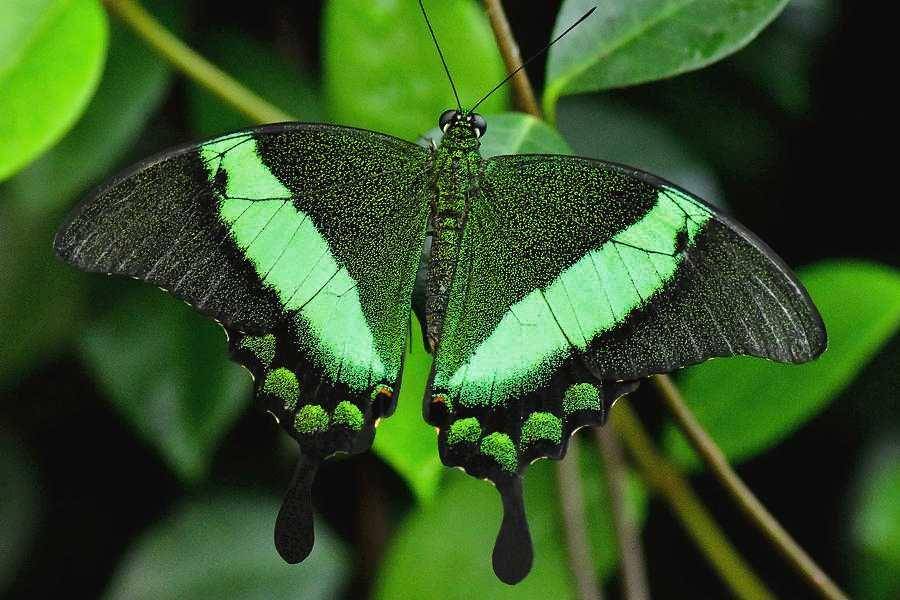 Emerald Swallowtail (fineartamerica.com)