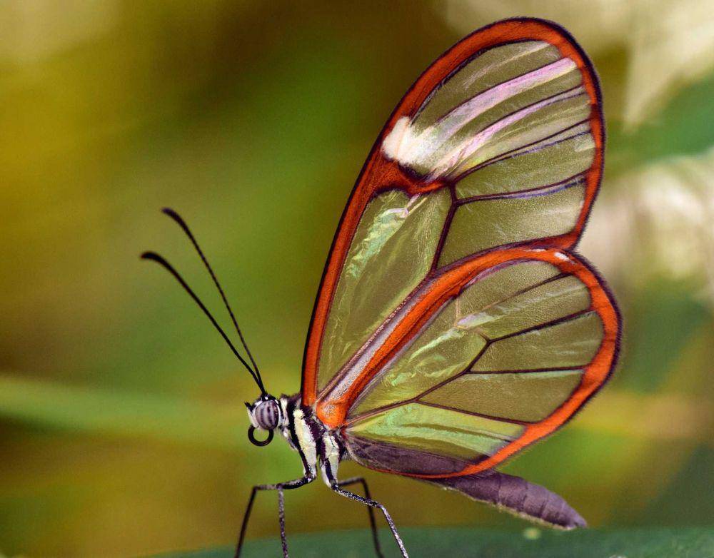 Glasswinged Butterfly (keyscience.org)