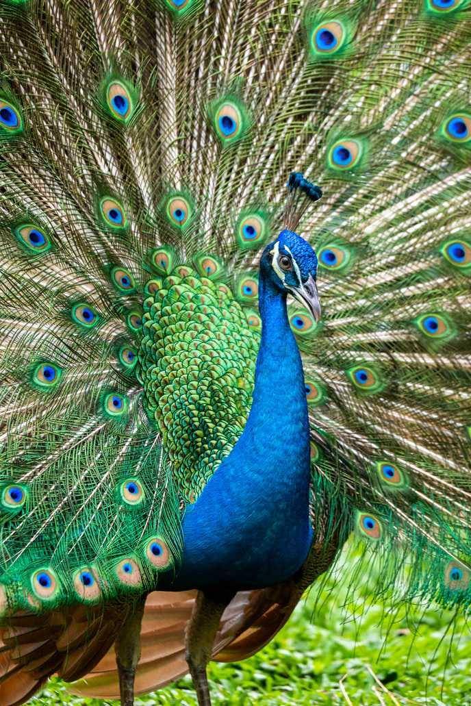 Burung Merak (unsplash.com/ivanbotha)