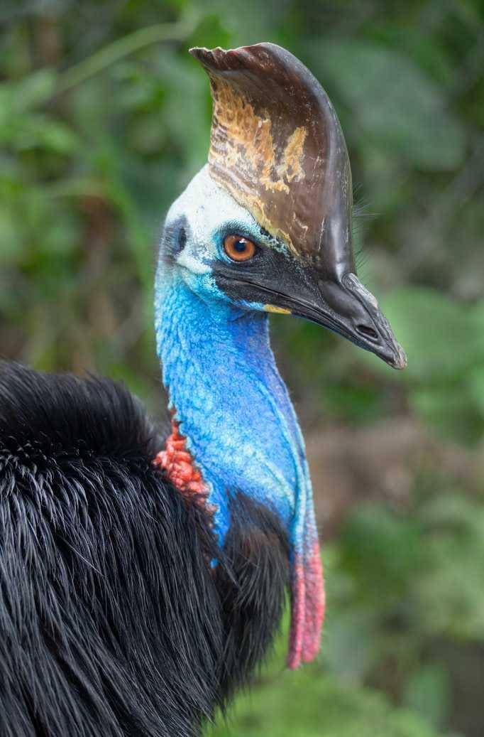 Burung Kasuari (unsplash.com/davidclode)