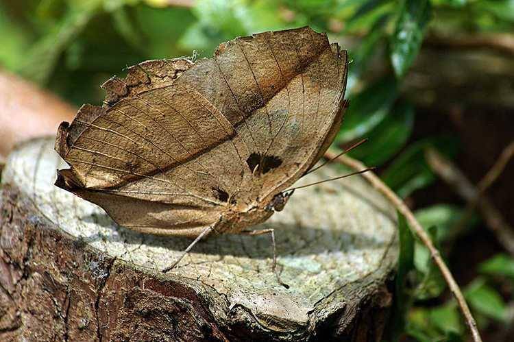 Dead Leaf Butterfly (odditycentral.com)