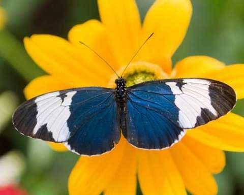 Sapho Longwing (chicagobotanic.org)
