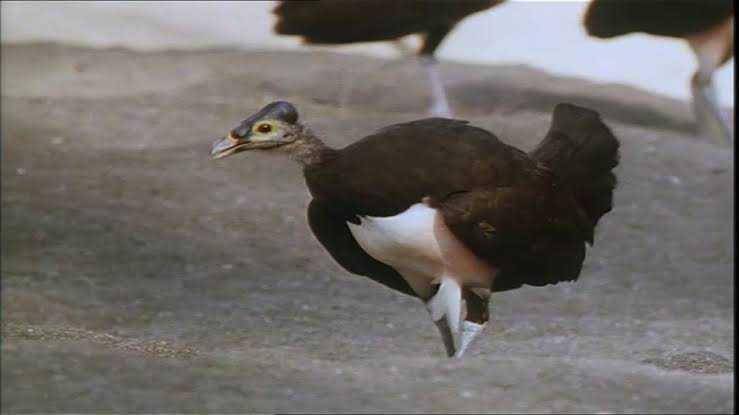 Burung Maleo (youtube.com/Cute and Fluffy Animals)