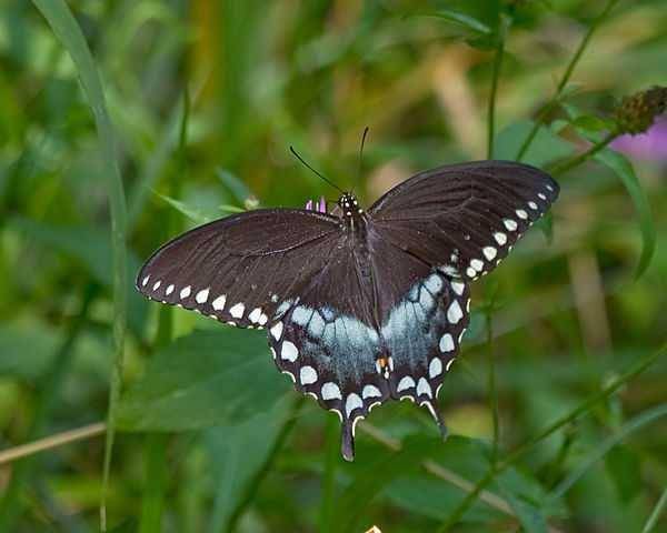 Spicebrush Swallowtail (animalspot.net)