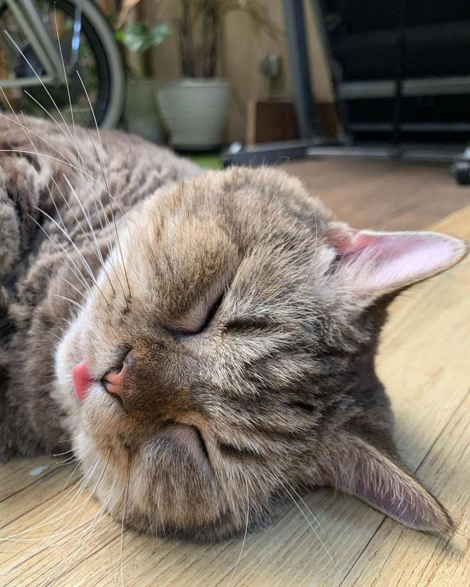 potret Jimbon kucing Dikta tidur (instagram.com/dikta)