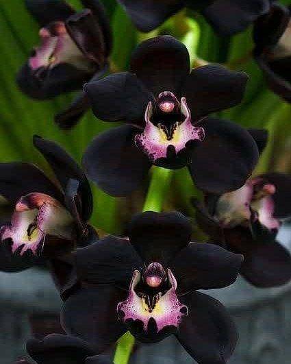 Anggrek hitam Papua. (instagram.com/isty_ici)