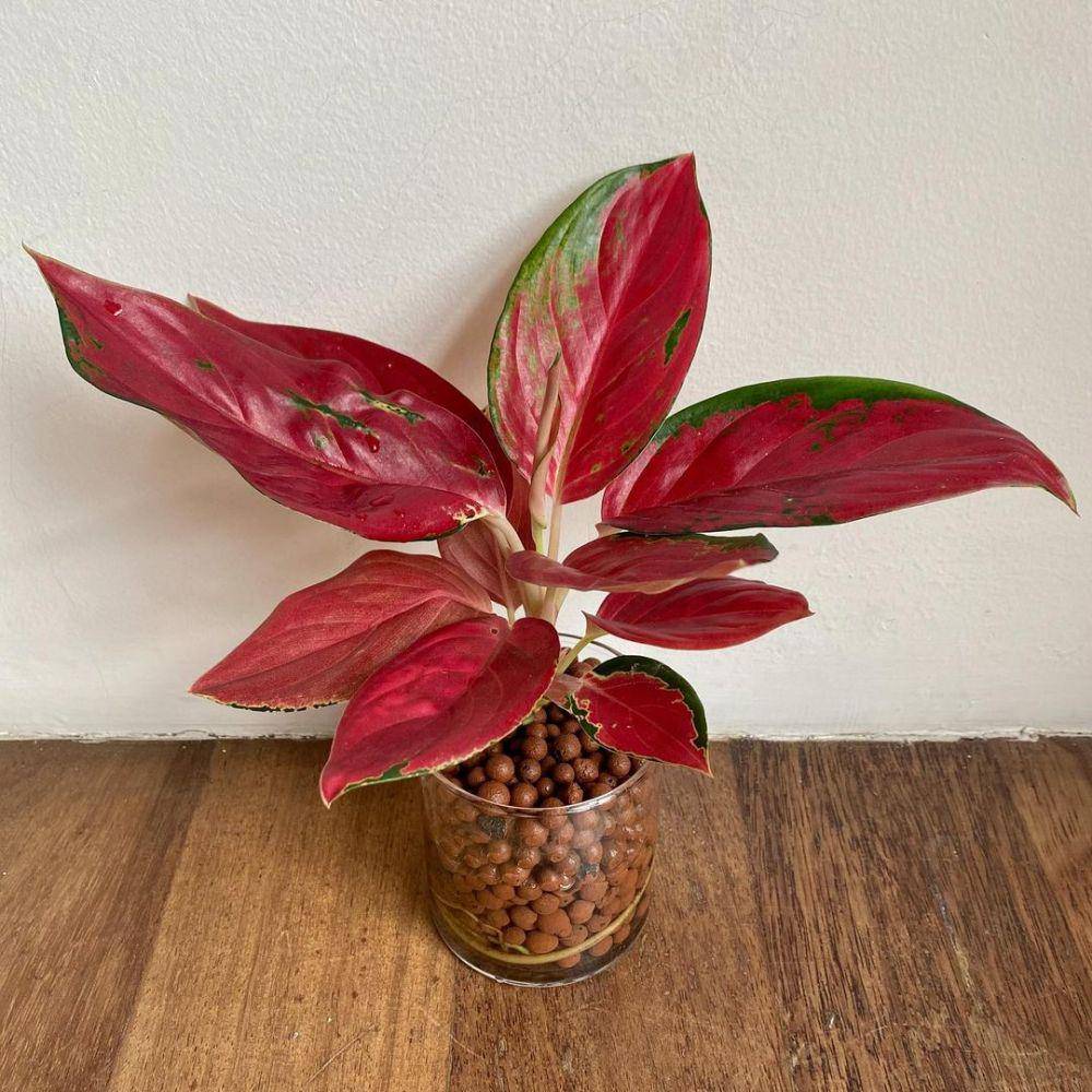 Red aglaonema (instagram.com/for.mae.tions)