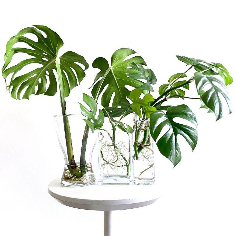 Monstera deliciosa (instagram.com/monko_the_plant)