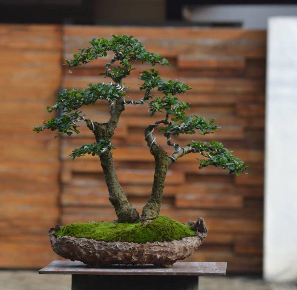 Bonsai (instagram.com/bonsai_alit)