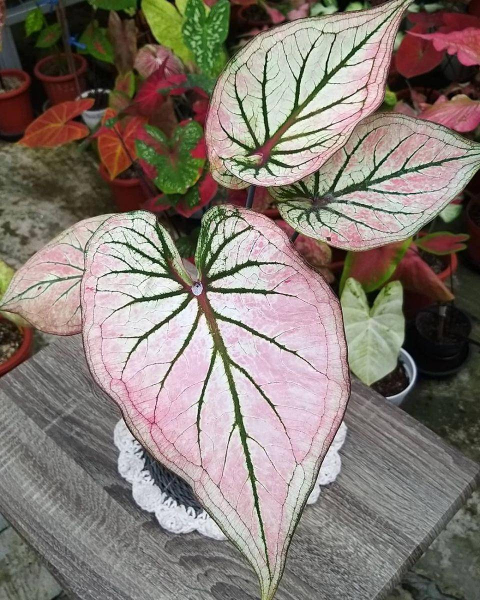 Caladium hibrida (instagram.com/nyaikeladi)