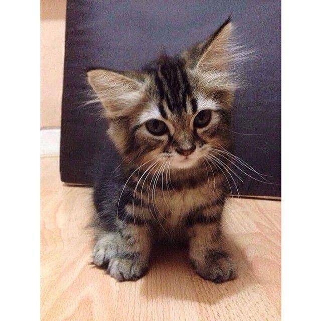 potret masa kecil Jimbon kucing Dikta (instagram.com/dikta)