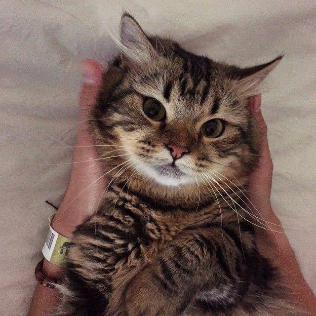 potret Jimbon kucing Dikta (instagram.com/dikta)